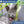 Load image into Gallery viewer, Personalized Cat Collar with Tag and Safety Buckle