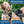 Load image into Gallery viewer, Personalized Dog Harness with Reflective Strap - Black