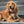 Load image into Gallery viewer, Heart Shape Brass Dog ID Tag