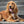 Load image into Gallery viewer, Round Brass Dog ID Tag