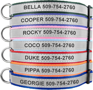 Reflective dog collar showcasing engraved ID text, colored trim, and quick-release buckle on white background