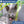 Load image into Gallery viewer, Front view of a reflective cat collar on a gray cat showcasing its removable bell; matching bell included and easy to remove

