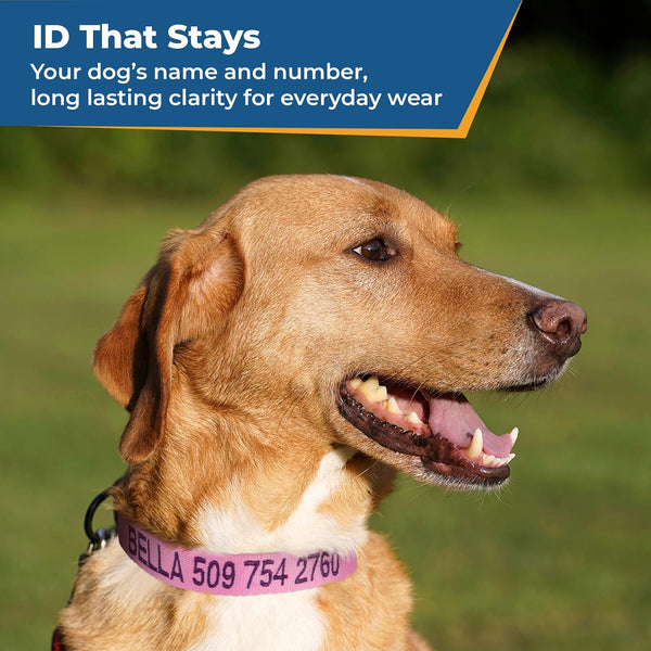 Personalized Embroidered Dog Collar with Metal Buckle