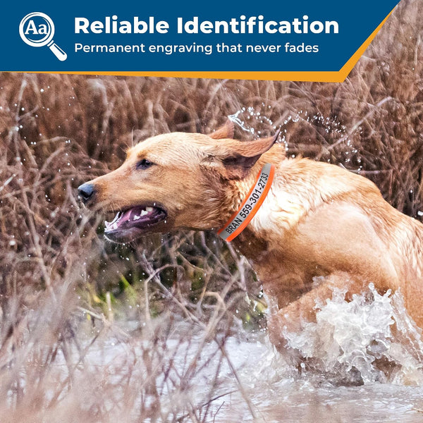 Dog wearing a personalized reflective collar splashes through water with Reliable Identification and permanent engraving