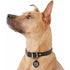 Black Steel Funny Dog ID Tag
