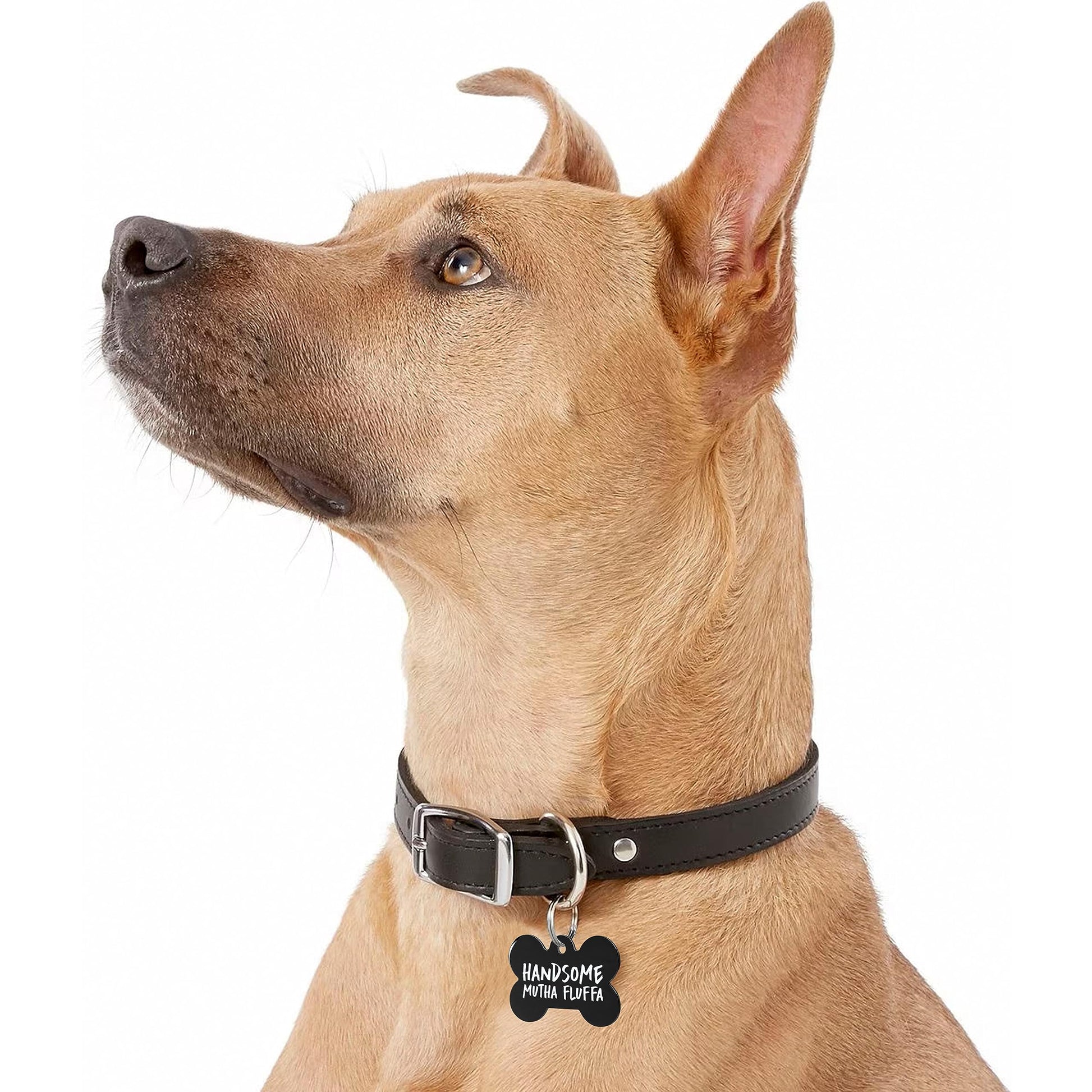 Black Steel Funny Dog ID Tag
