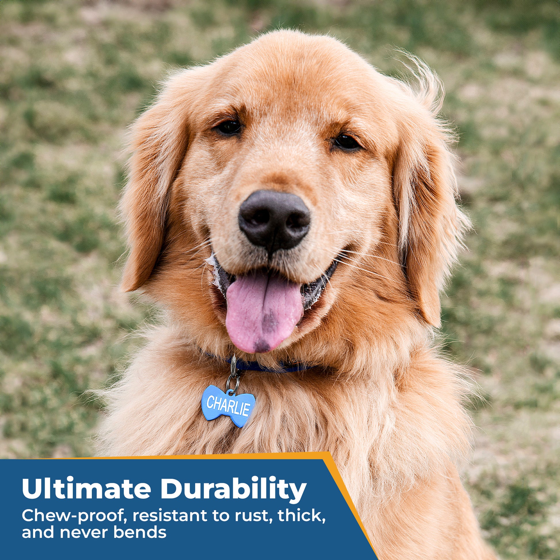 Golden retriever wearing a blue bone-shaped dog tag engraved CHARLIE on its collar in a grassy yard