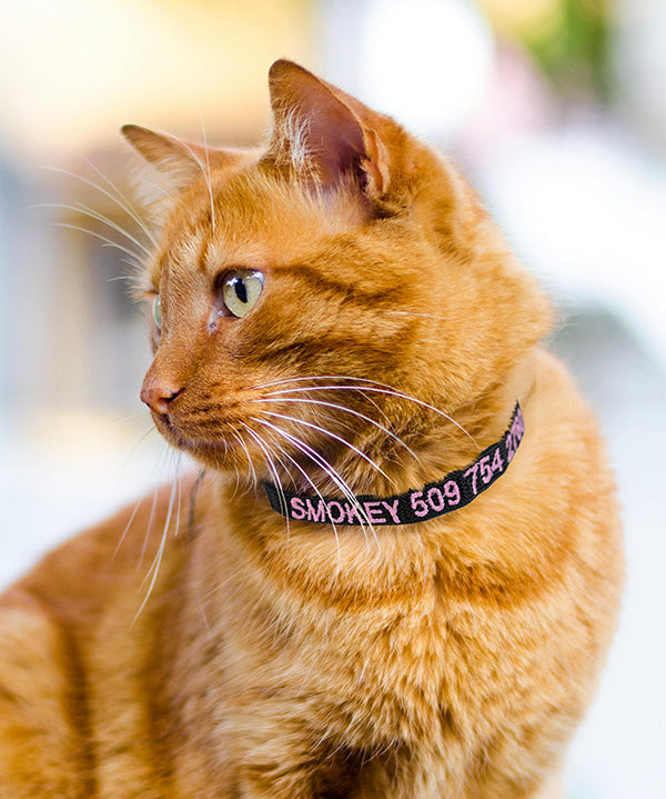 Cat Collars
