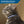 Load image into Gallery viewer, Reflective Cat Collar with Breakaway Buckle
