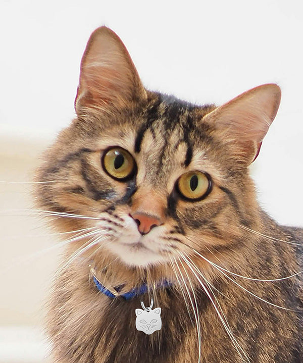 Cat ID Tags