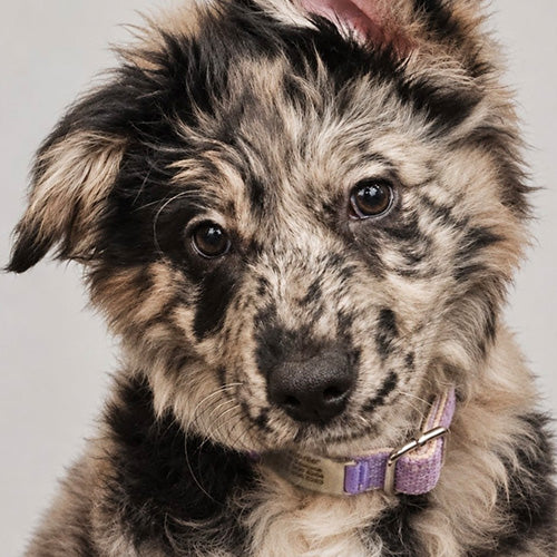 Close-up of a merle puppy tilting its head, wearing a purple collar against a light gray background