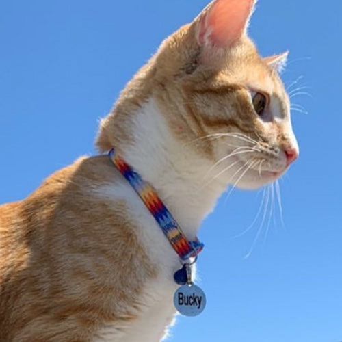 Orange and white cat wearing a colorful woven collar and round engraved pet ID tag reading Bucky against a blue sky