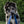 Load image into Gallery viewer, Merle puppy holding a blue leash in its mouth, wearing a collar and ID tag outdoors with a blurred green background
