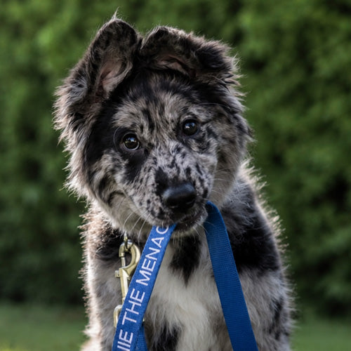 Merle puppy holding a blue leash in its mouth, wearing a collar and ID tag outdoors with a blurred green background