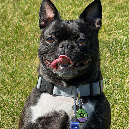Black dog sitting on grass wearing a gray collar and a two-tone silicone ID tag with a green paw design