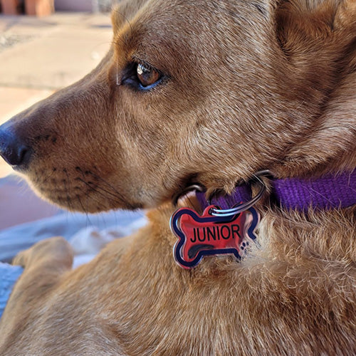 Brown dog resting outdoors wearing a purple collar and red bone-shaped ID tag engraved JUNIOR