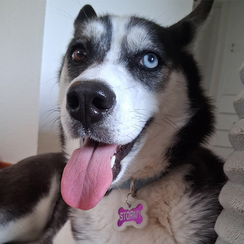Husky mix panting with tongue out wearing a pink bone-shaped ID tag engraved ‘STORMY’ indoors