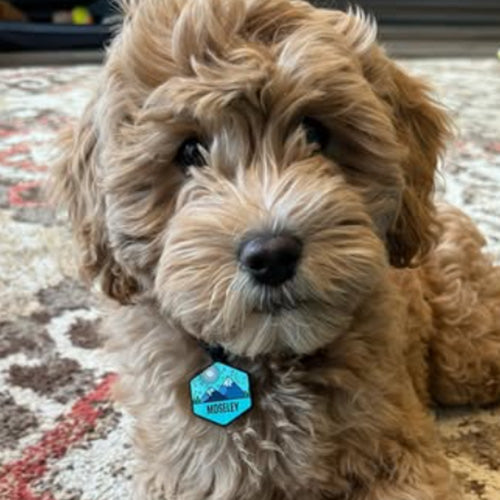 Brown curly dog lying on a rug wearing a blue hexagon personalized ID tag that reads Mosley