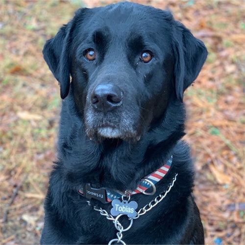 Close-up of a black dog wearing two collars and a bone pet ID tag reading Tobias against a blurred leaf-strewn outdoor background
