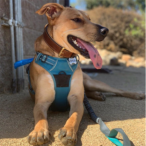 Dog lying on a dirt trail, panting, wearing a teal harness and brown collar with visible PIPER tag and attached teal leash