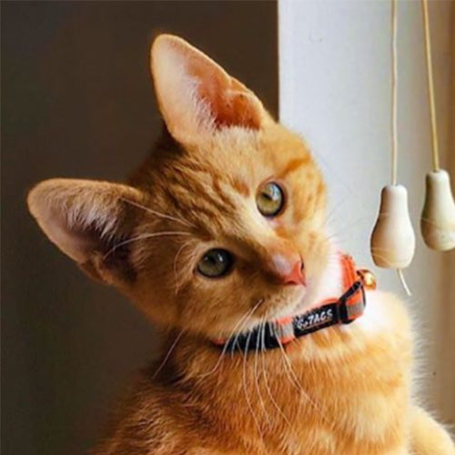 Three-quarter view of reflective engraved cat collar with breakaway buckle and bell on an orange tabby by a window
