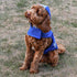 Side view of royal blue personalized dog raincoat showcasing hood and back leash opening on brown doodle sitting on grass