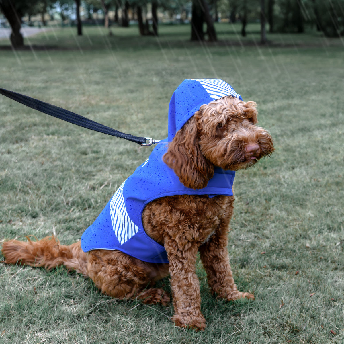 Side view of personalized blue dog raincoat with hood, white reflective stripes, and back leash opening on wet grass