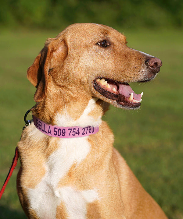 Dog Collars
