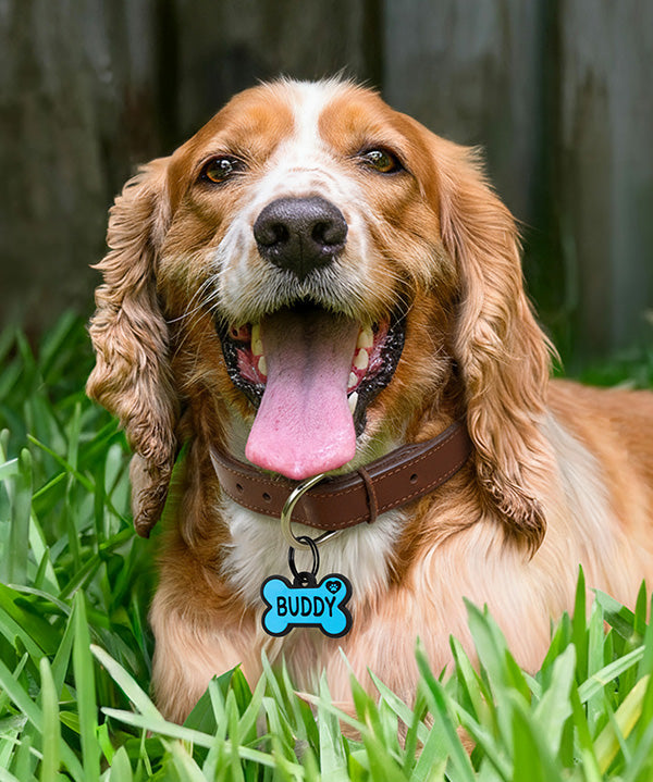 Dog ID Tags