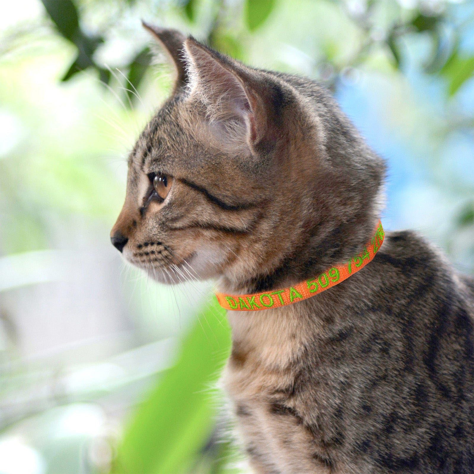 Side view of embroidered cat collar showcasing orange band with green embroidered text DAKOTA 509 on blurred background