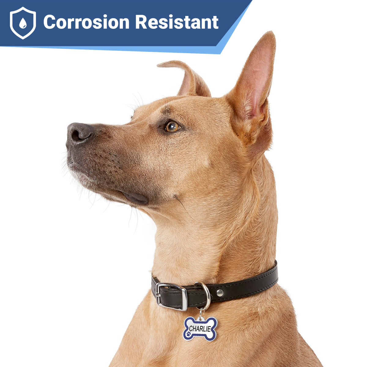 Left-side view of stainless steel bone dog tag with enamel paw accent hanging on a dog's collar against white background