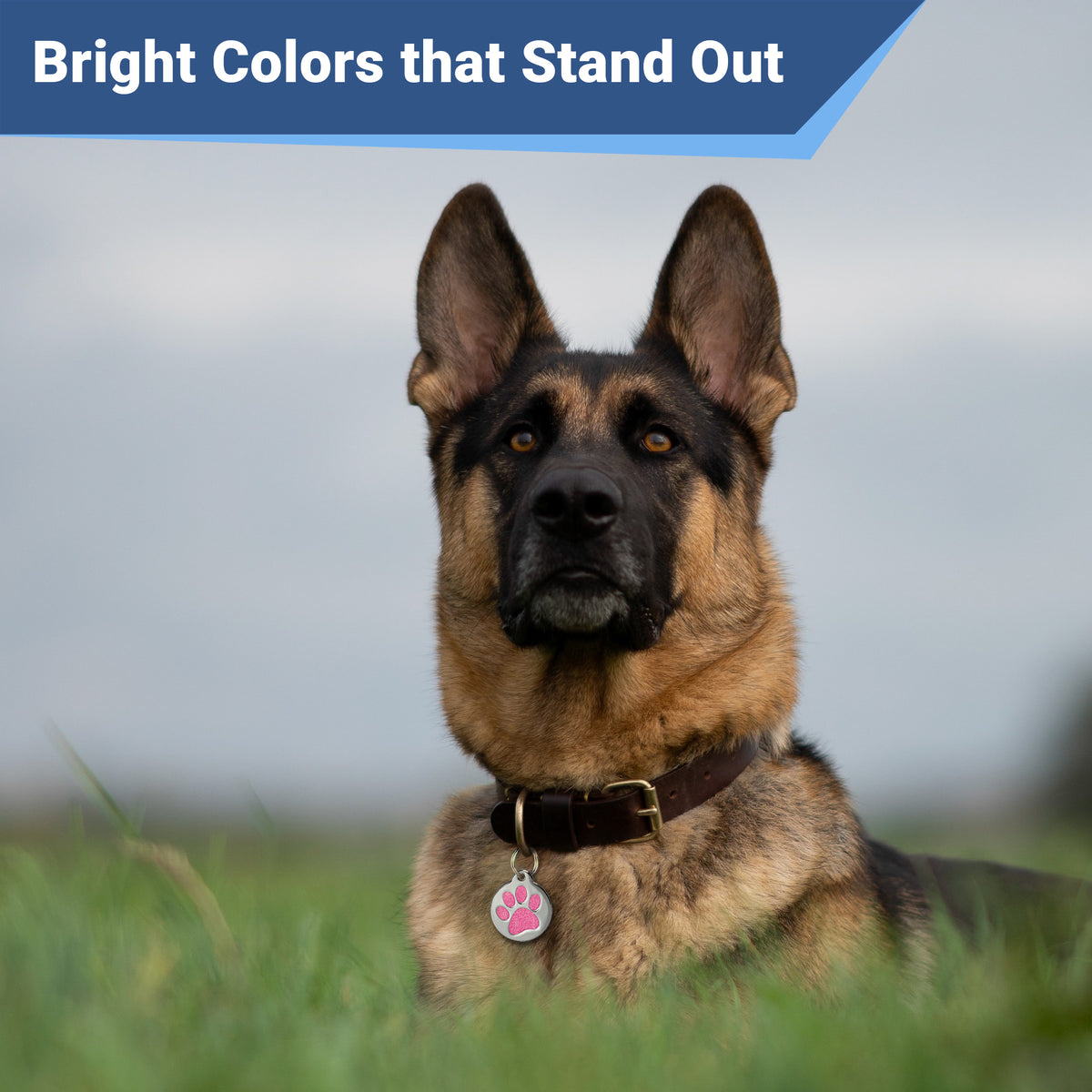 German shepherd wearing stainless steel pet ID tag with pink glitter paw print on a brown collar in grass, banner text Bright Colors that Stand Out