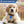 Load image into Gallery viewer, Glitter Paw Print Pet ID Tags in Stainless Steel
