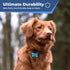 Front view of blue heart-shaped silicone pet ID tag highlighting silent silicone material on a dog’s collar