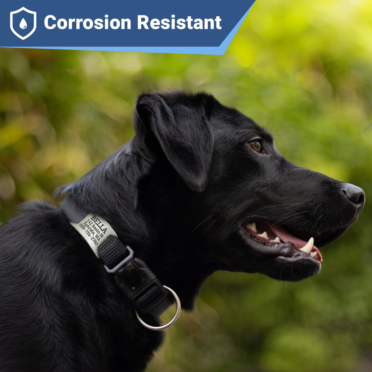 Black dog wearing a collar with a stainless-steel silent slide-on ID tag in a grassy park