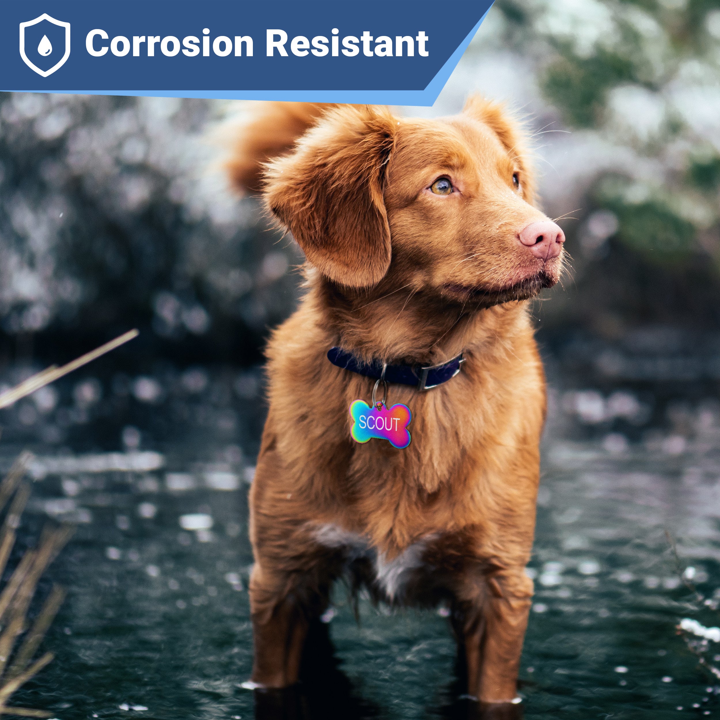 Dog wearing collar with rainbow-finish stainless-steel ID tag and Corrosion Resistant overlay outdoors