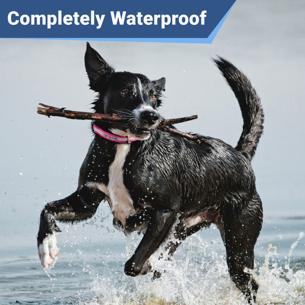 Personalized Reflective Waterproof Dog Collar