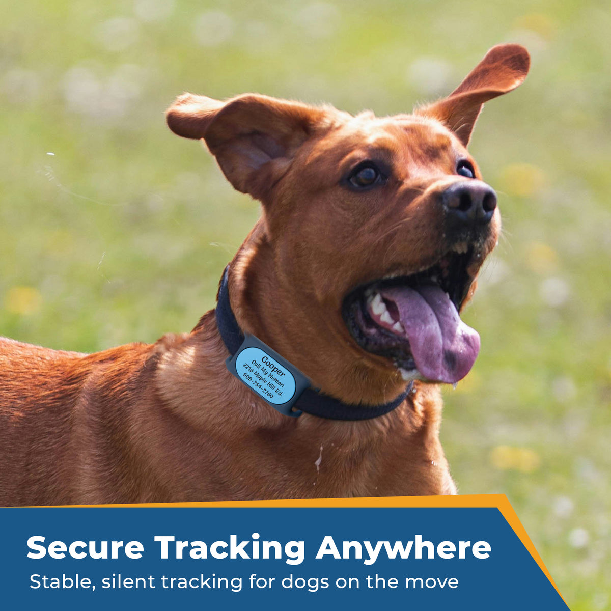 Close-up of Samsung Galaxy SmartTag2 collar holder in blue silicone attached to a brown dog’s collar on grass