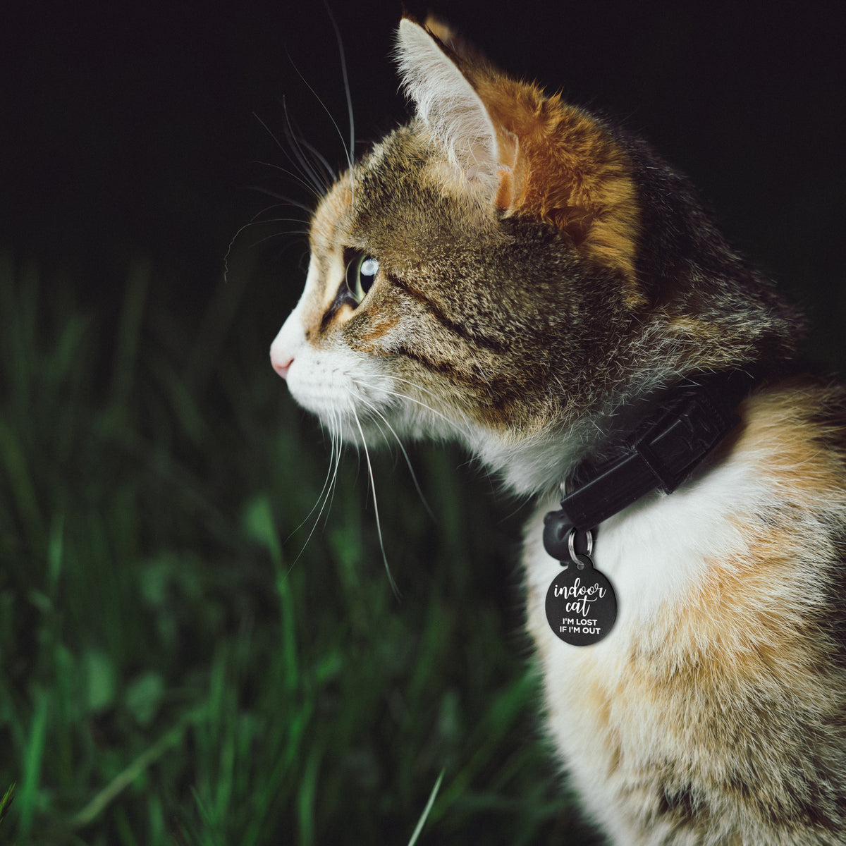 Profile of cat wearing black stainless steel Indoor Cat ID tag showcasing engraved text Indoor Cat I’m Lost If Out I’m Out on grass