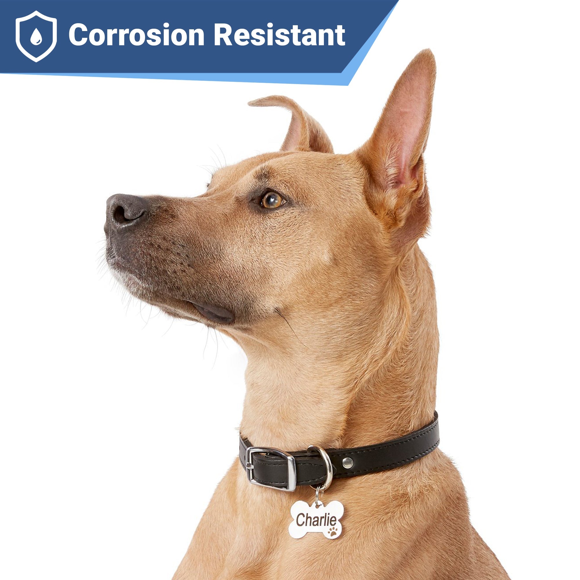 Stainless steel Bone Dog ID Tag with Paw Cutout worn on a dog collar showing Charlie engraving and Corrosion Resistant text