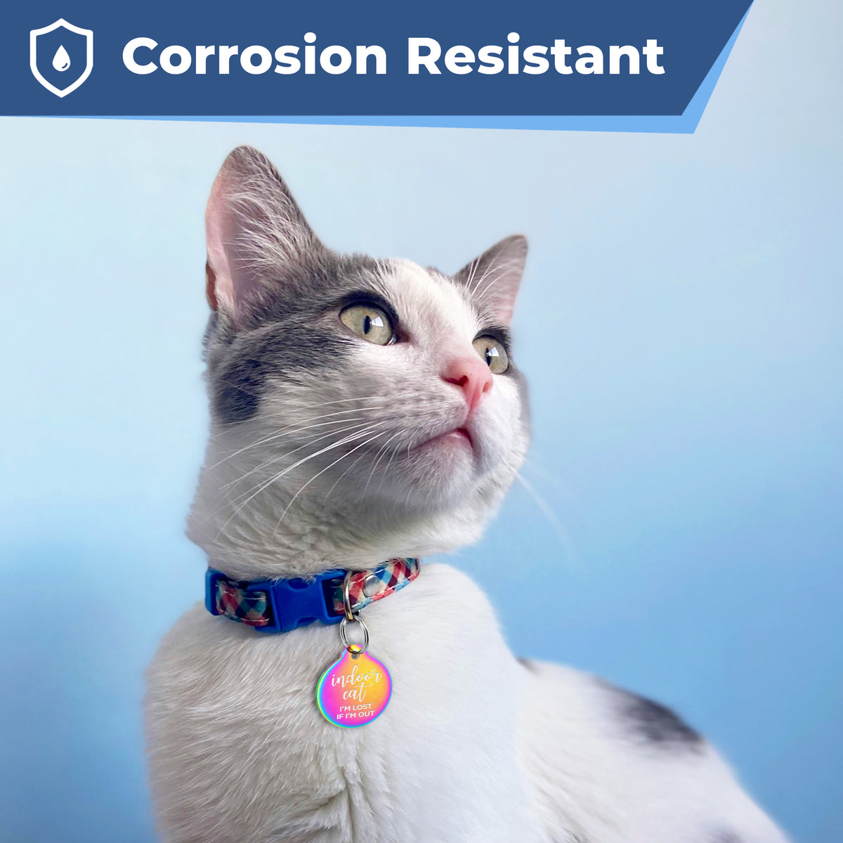 Gray-and-white cat wearing a purple collar showcasing a round stainless-steel Indoor Cat ID tag with corrosion-resistant finish