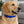 Load image into Gallery viewer, Bone Glow-in-the-Dark Pet Tag Silencer - fits Regular/Large Tag
