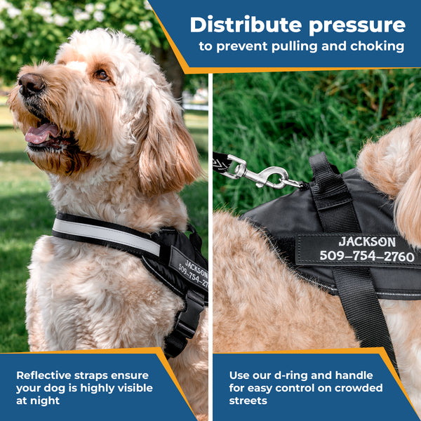 Personalized dog harness and leash hotsell