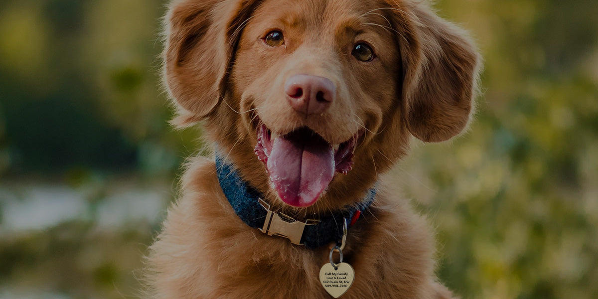 Happy golden-brown dog panting outdoors wearing a blue collar and engraved heart-shaped ID tag