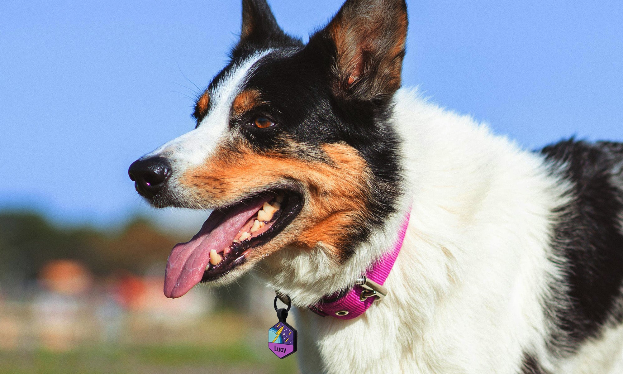 Dog wearing a pink collar with a glow-in-the-dark bone-shaped tag silencer, outdoor blurred background