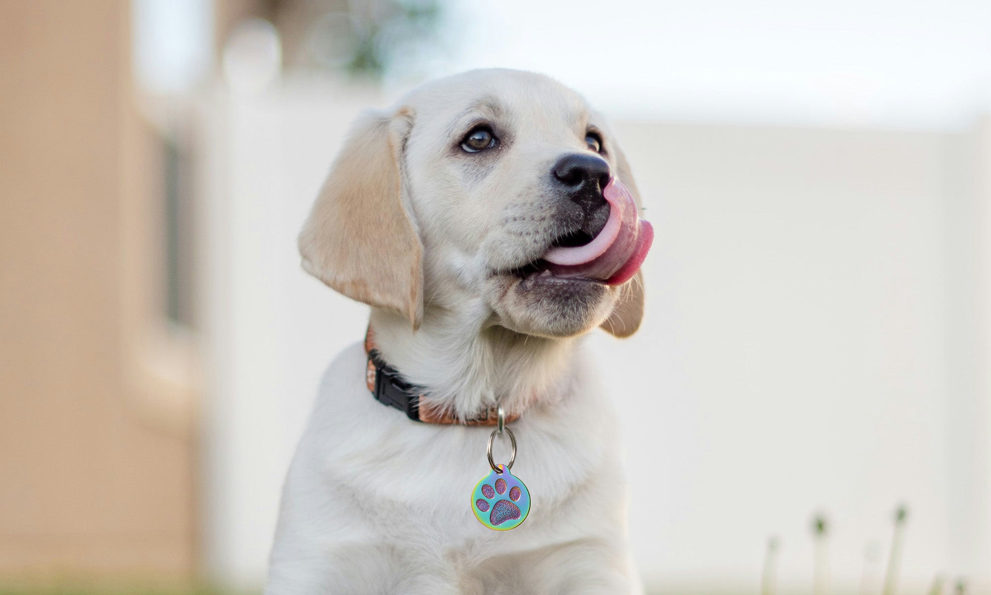 Front view of bone-shaped glow-in-the-dark dog tag silencer, silicone sleeve that fits regular and large tags on white background