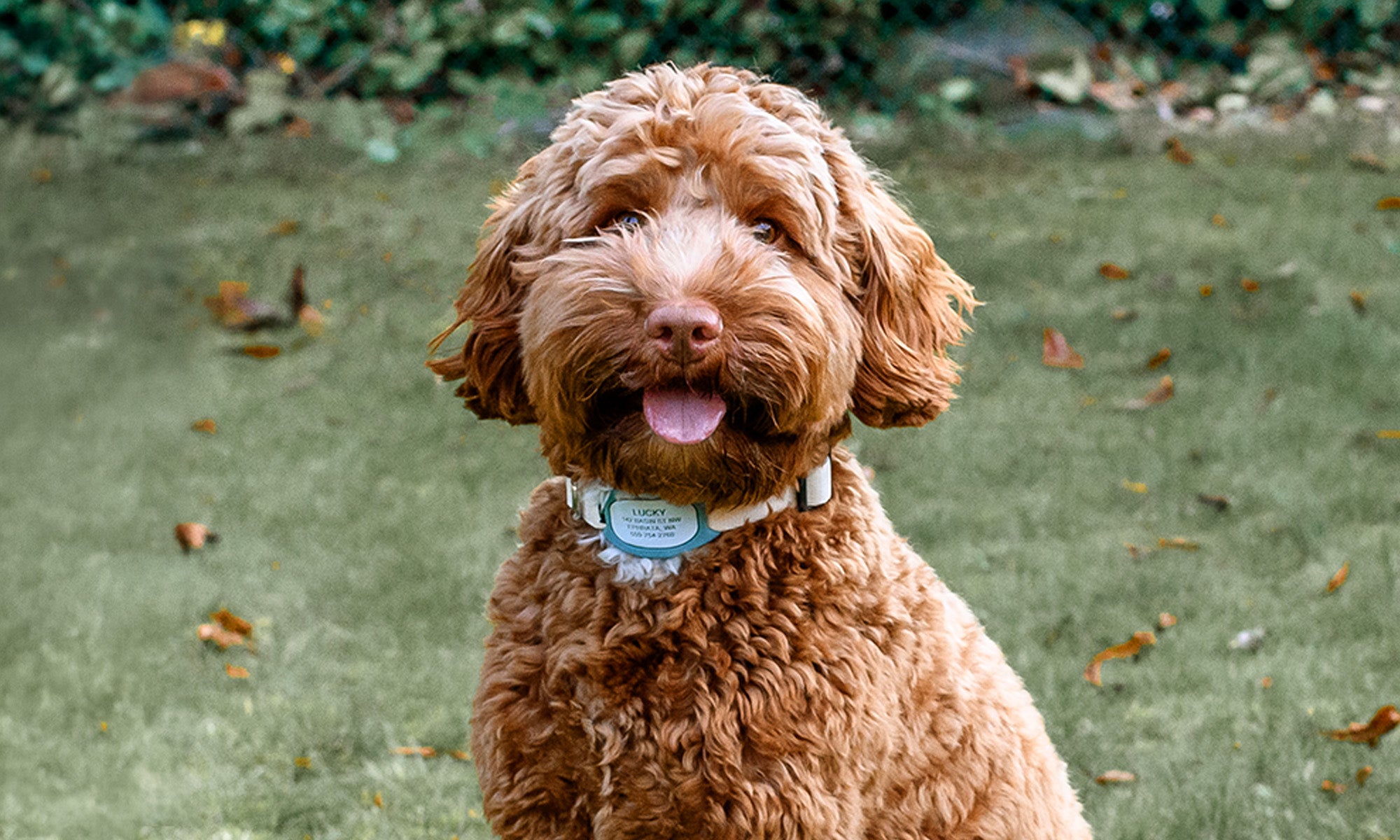 Brown curly dog wearing a glow-in-the-dark bone-shaped tag silencer on its collar outdoors on grass