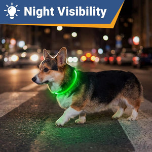 Dog wearing a green light-up LED collar outdoors at night