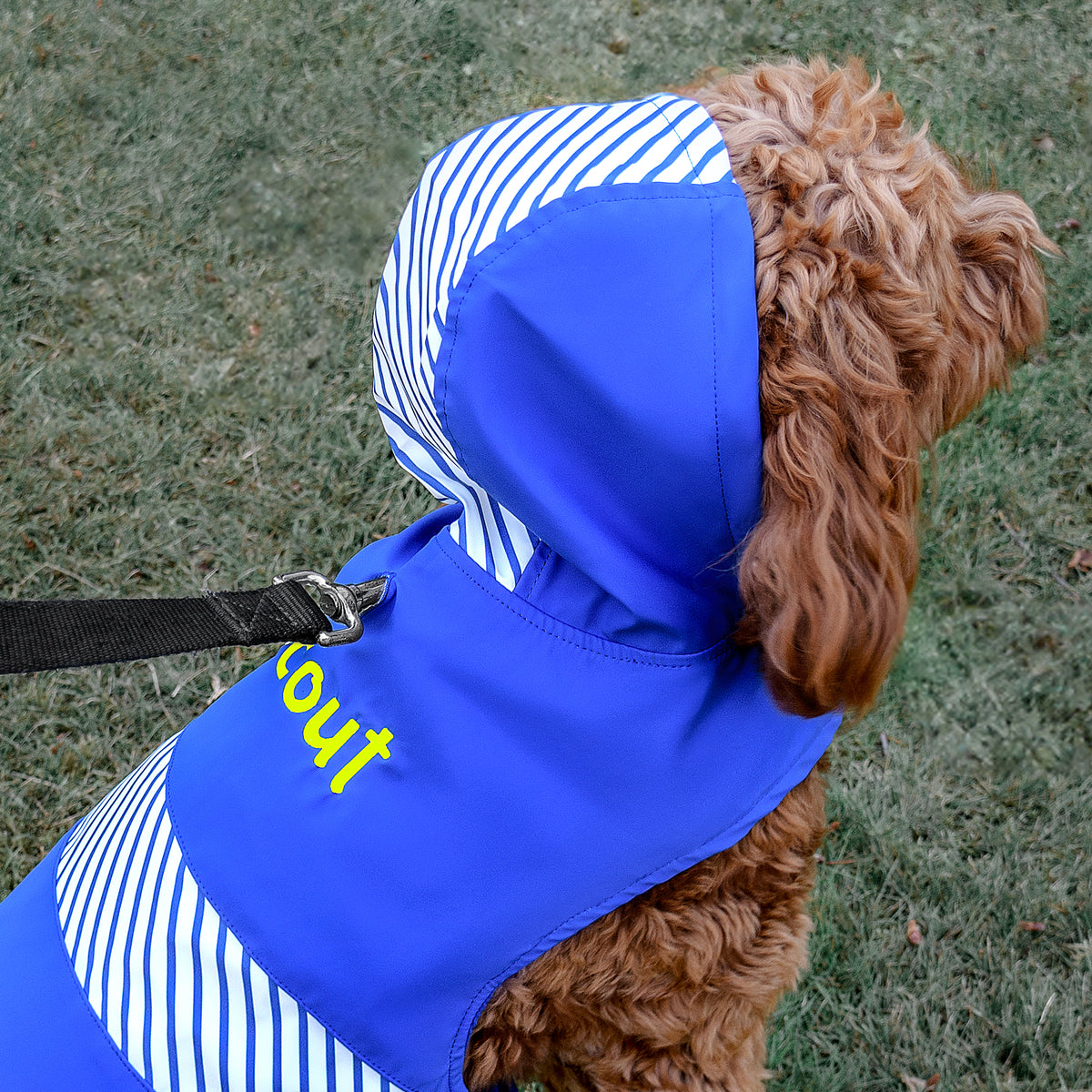 Side view of personalized blue dog raincoat with hood on a small brown dog showing embroidered name on grass background