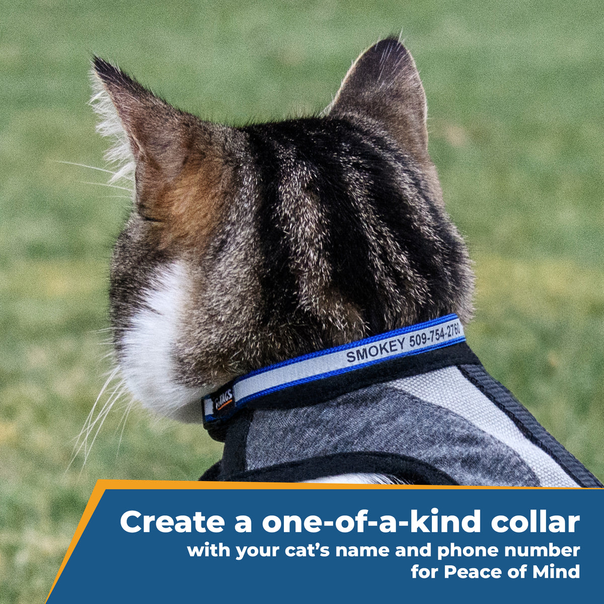 Rear view of cat wearing blue engraved reflective breakaway collar showing reflective stripe on nylon webbing
